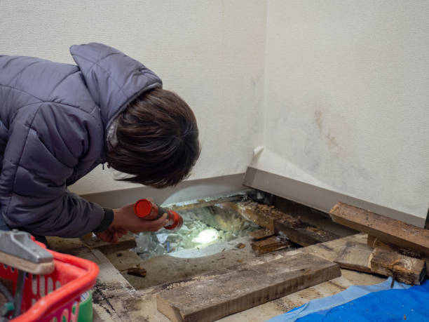 Best Mold Prevention Services  in Elkins, AR