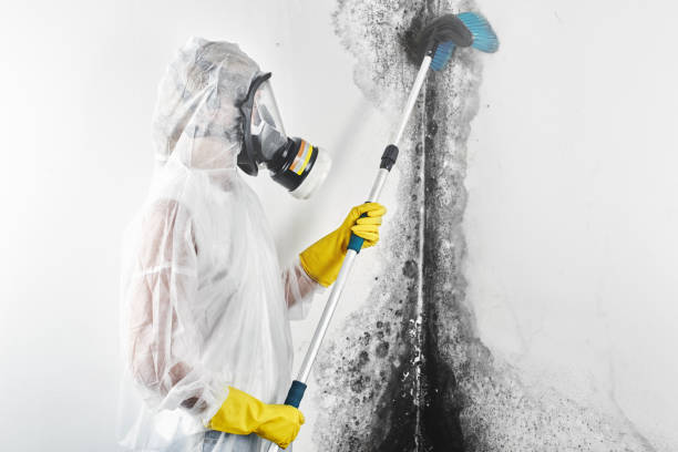 Mold Remediation for Vacation Homes in Elkins, AR