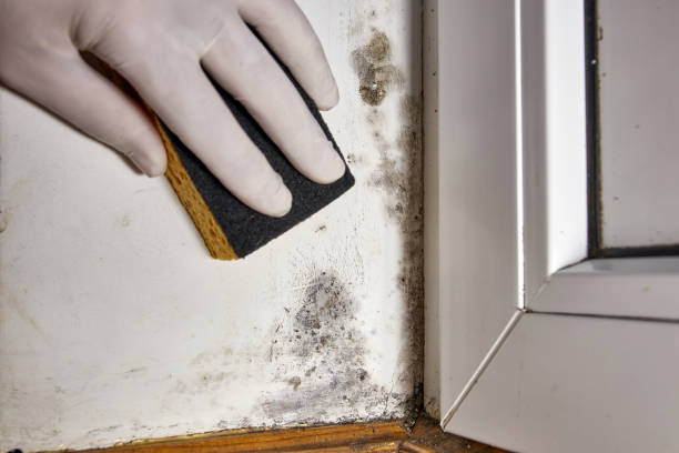 Best Residential Mold Inspection & Testing  in Elkins, AR